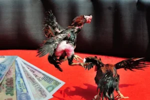 Hướng Dẫn Cách Chơi Đá Gà Sabong Tại J88 Từ Cao Thủ